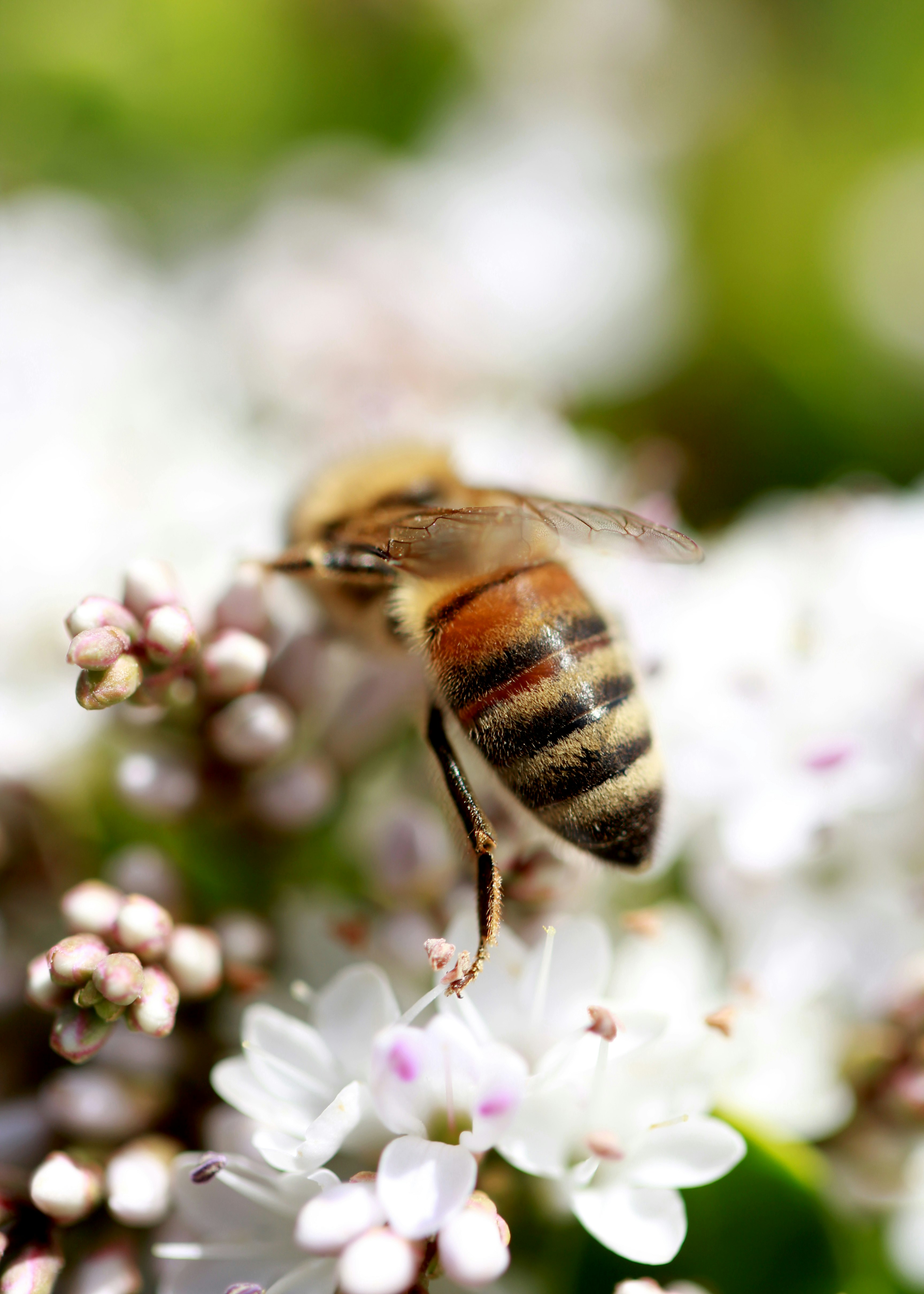 black and yellow bee on white flower